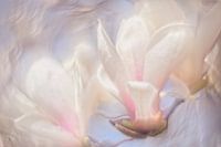 Magnolie