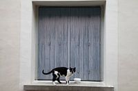 Zwart wit kat