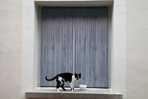 Black & white cat sur Daan Ruijter