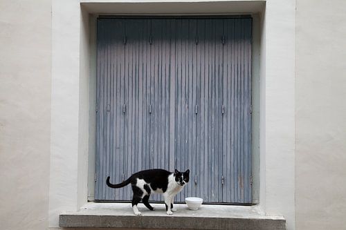Black & white cat