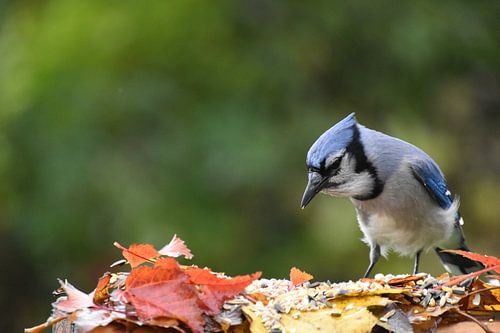 A blue jay at the feeder