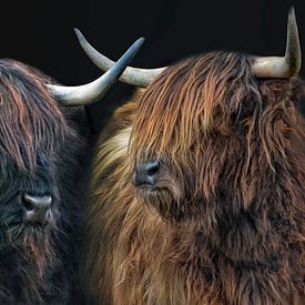 deux sœurs de bovins écossais des Highlands sur Joachim G. Pinkawa