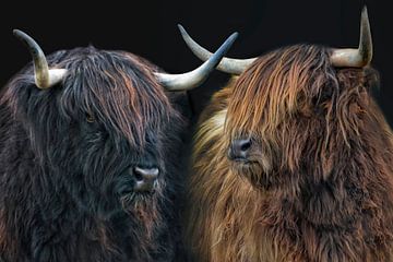 twee zusters Schotse hooglanders