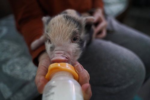 Bonte miniatuur handopfok biggetjes tijdens voedertijd