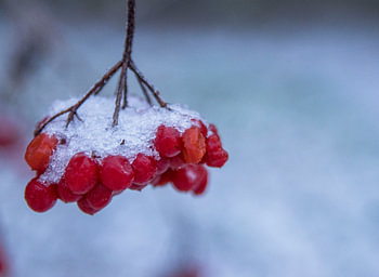 bessen in de sneeuw
