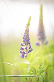 Lupin dans la lumière