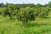 Orange Field
