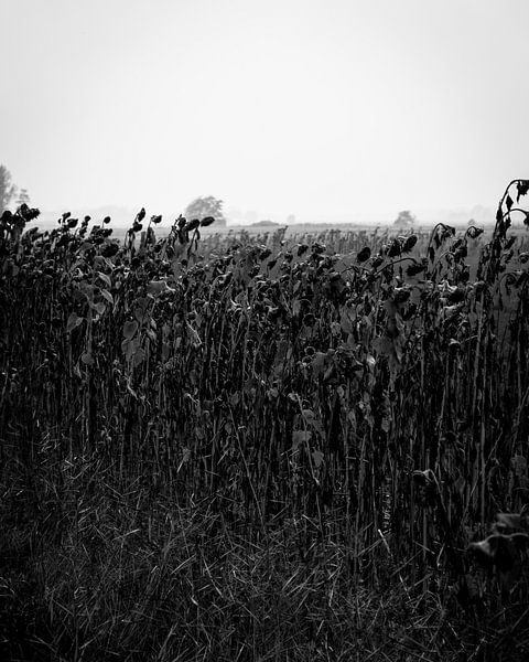 Sunflowers in the autumn (B&amp;W) by Peter Bouwknegt