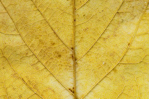 Een landkaart van een blad