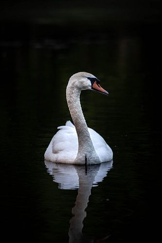 Der einsame Schwan