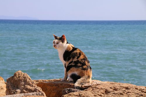 Cat on a stone by the sea
