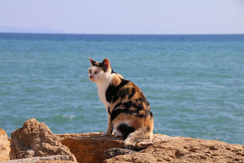 Cat on a stone by the sea by Mattis Vollertsen
