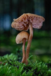 Pilz-Duo von Klaartje Majoor