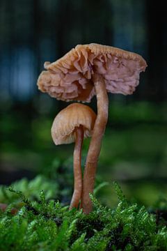 Duo de champignons