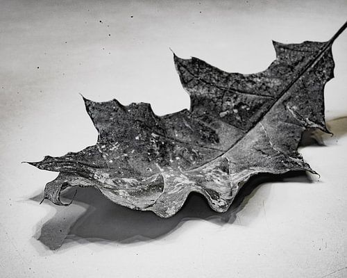 Macrofotografie Grijs Blad High Key Fotografie