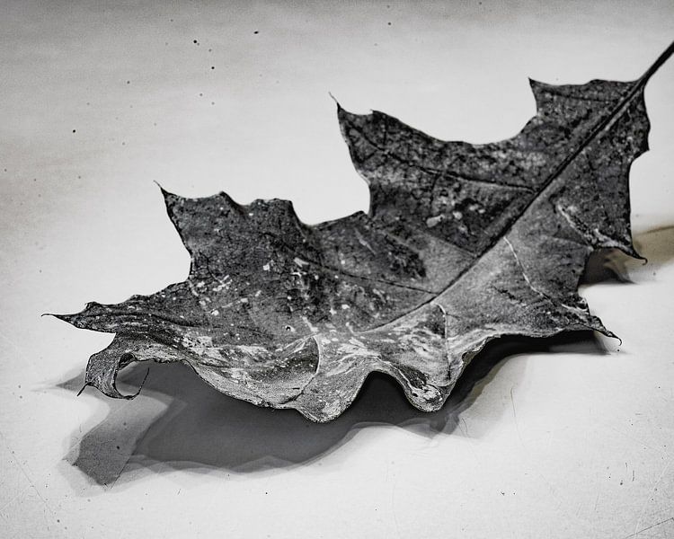 Macro Photography Grey Leaf High Key Photography by Marc van den Elzen