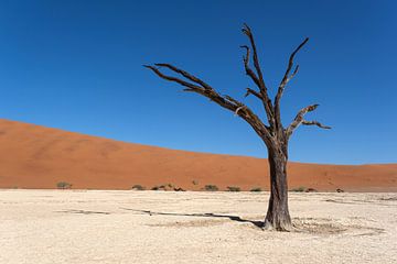 Deadvlei, squelettes d'arbres dans un paysage de dunes désolées sur Nicolas Vangansbeke
