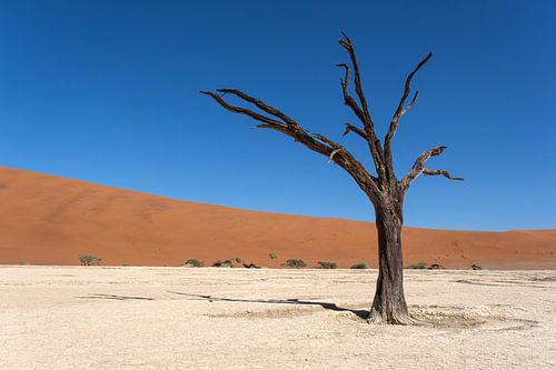 Deadvlei, Skelette von Bäumen in einer trostlosen Dünenlandschaft