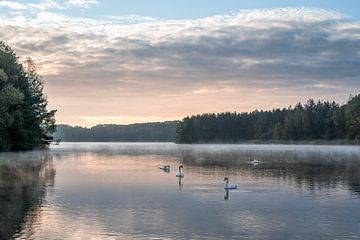 Mistige zonsopkomst aan het water met zwanen van John van de Gazelle fotografie