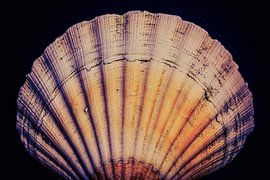 Shell from Le Havre by Mike Madern