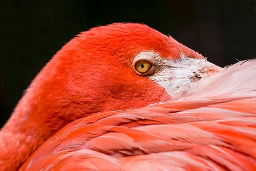 Rode Flamingo : Ouwehands Dierenpark