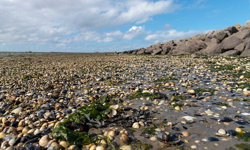 Schiermonnikoog – das Watt ist übersät mit Muscheln