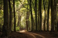 Speuilder / Sprielderbos