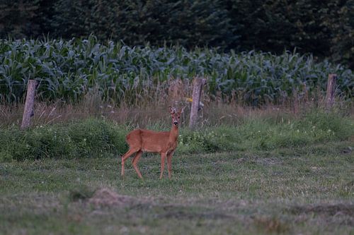 Cerf