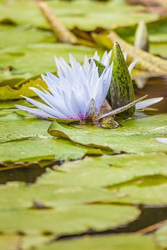 Water lilies with small frog by Christian Müringer