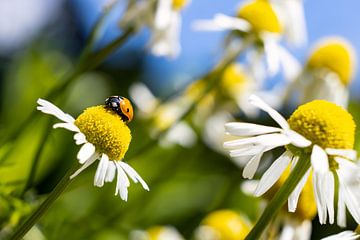 Lieveheersbeestje op een Kamille Bloem in de Tuin