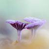 Champignon