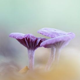 Champignons violets sur Irma Grotenhuis