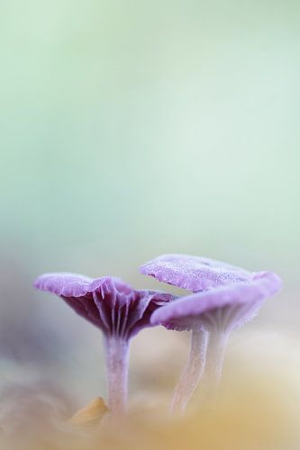 Purple mushrooms