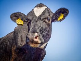 Misses Milkmanufacturer by Pascal Raymond Dorland