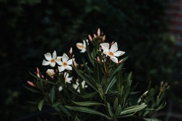 Weiße Blume mit orangefarbener Mitte von Laura