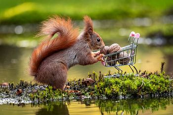 Eekhhoorn met een kar vol walnoten