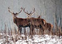 Red deer in the Snow