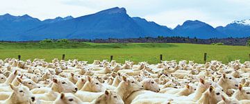 Schapen in Nieuw Zeeland van RB-Photography