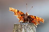Polygonia c-album