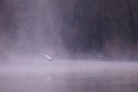 Zilverreiger in de mist in de Brabantse Biesbosch