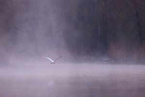 Zilverreiger in de mist in de Brabantse Biesbosch
