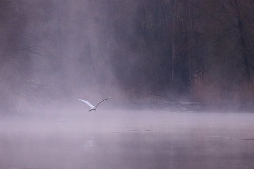 Zilverreiger in de mist in de Brabantse Biesbosch