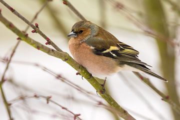 Vink man van ManfredFotos