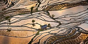 Rice fields in the south of China by Chris Stenger