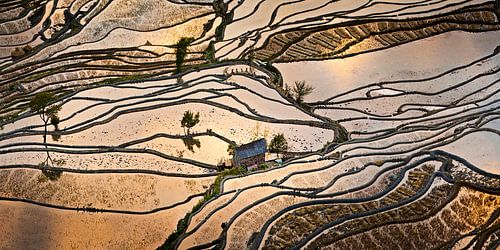 Rice fields in the south of China by Chris Stenger