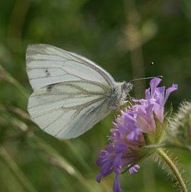 vlinder Klein geaderd witje van Teus Kooijfotografie