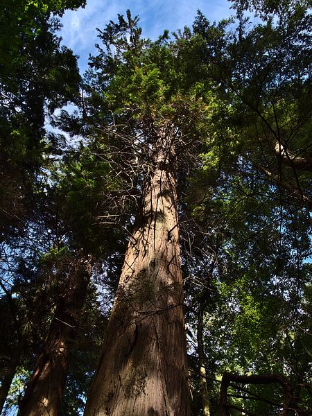 Giant Tree of Life by Timon Schneider