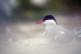Arctic tern by Marko Sarcevic