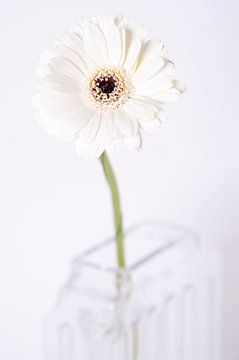 White gerbera by Esther van der Linden