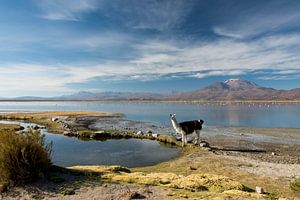 Laguna Macaya